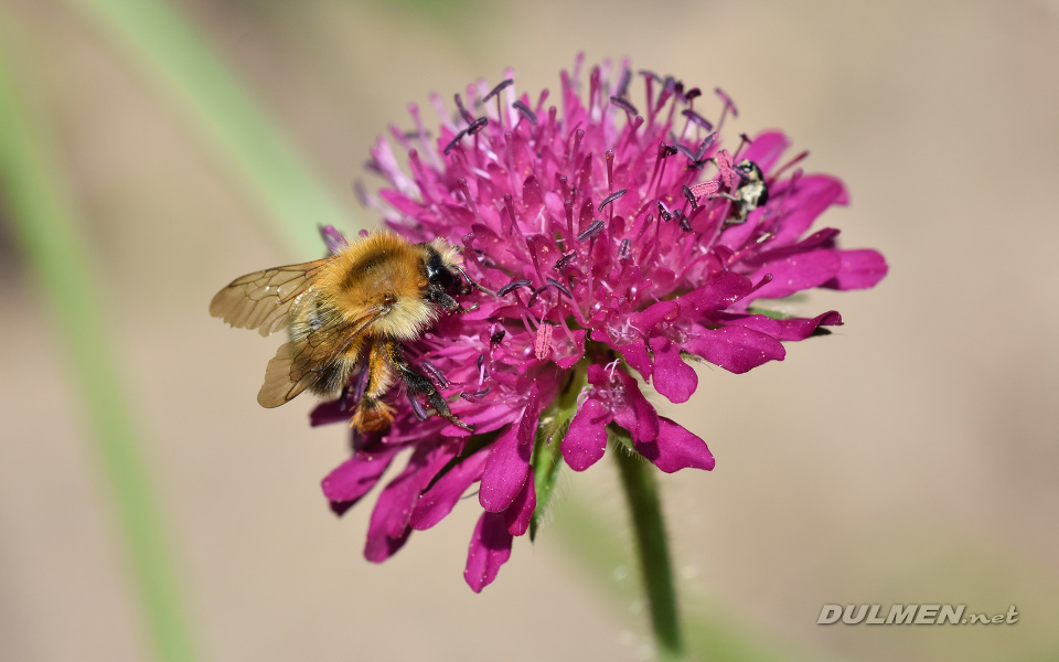 Common carder bee (Bombus pascuorum)